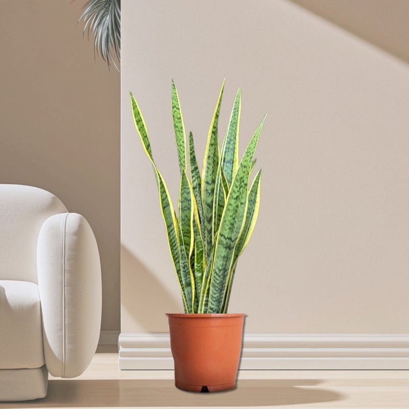 Sansevieria Trifasciata 'Laurentii' or Snake Plant - Image 15