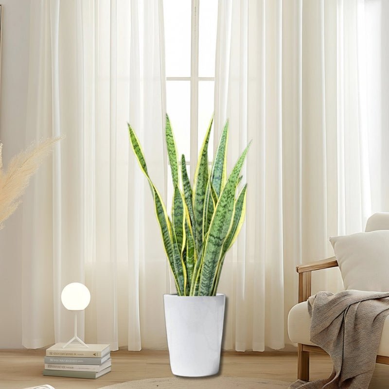 Sansevieria Trifasciata 'Laurentii' or Snake Plant - Image 16