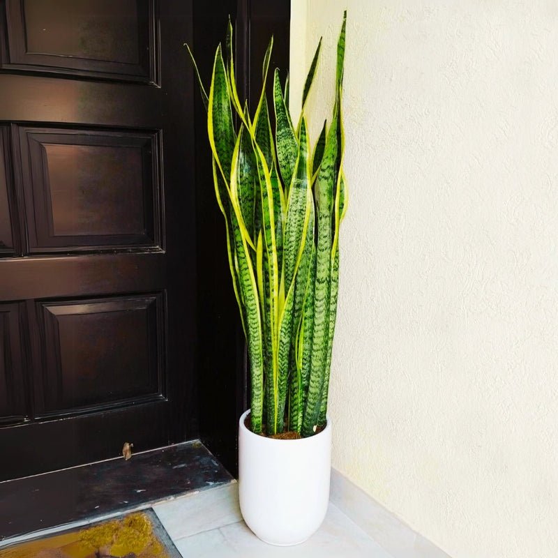 Sansevieria Trifasciata 'Laurentii' or Snake Plant - Image 15