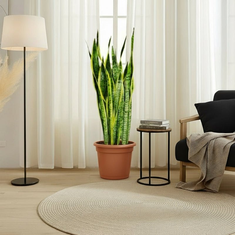 Sansevieria Trifasciata 'Laurentii' or Snake Plant - Image 4