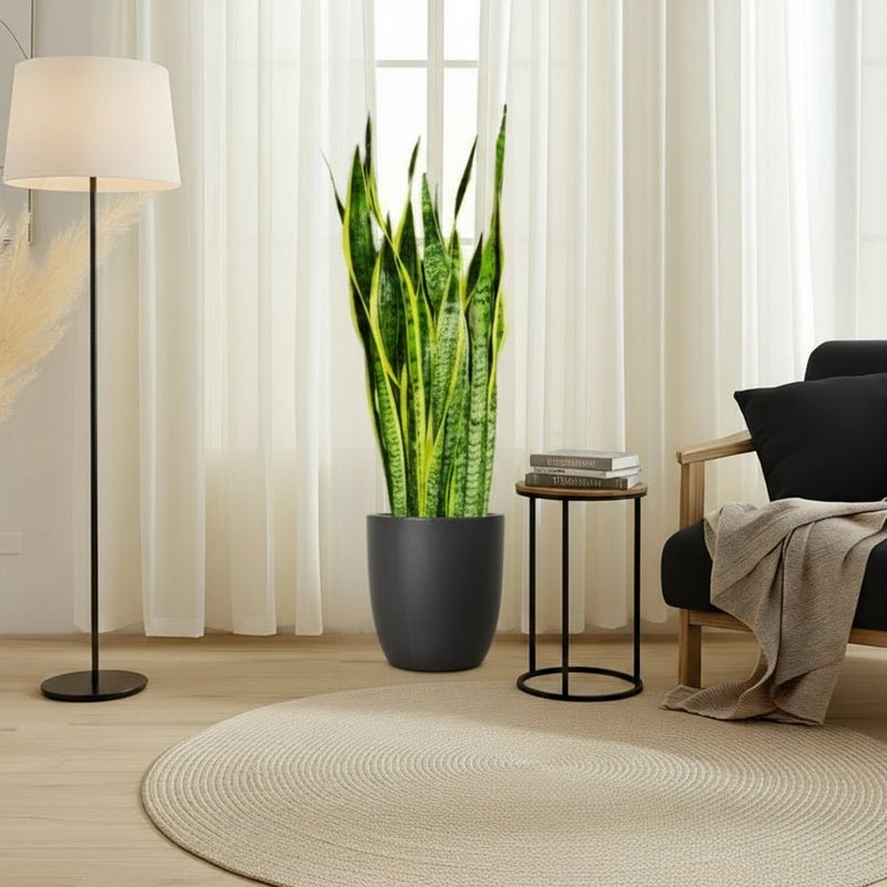 Sansevieria Trifasciata 'Laurentii' or Snake Plant