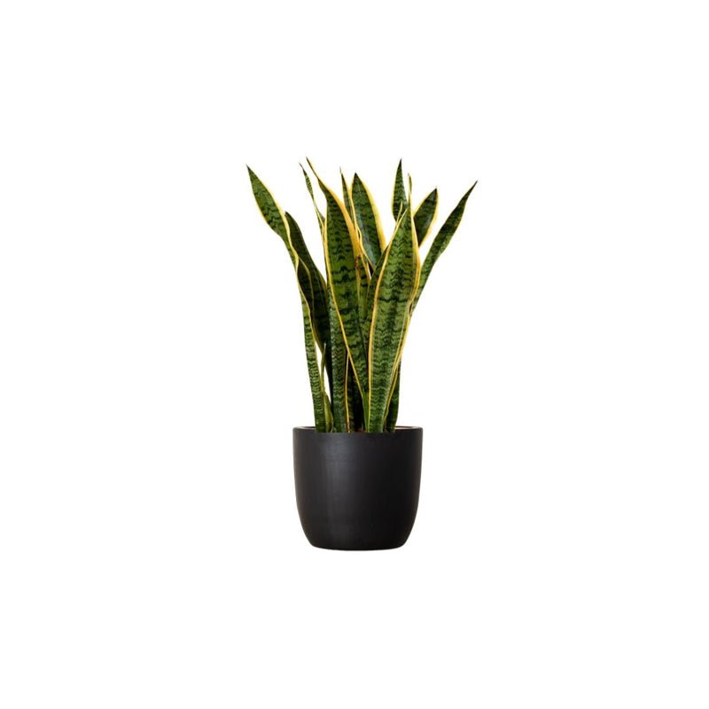 Sansevieria Trifasciata 'Laurentii' or Snake Plant - Image 13