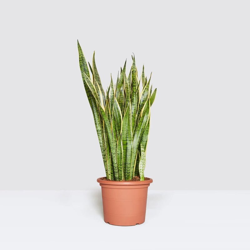 Sansevieria Trifasciata 'Laurentii' or Snake Plant - Image 9