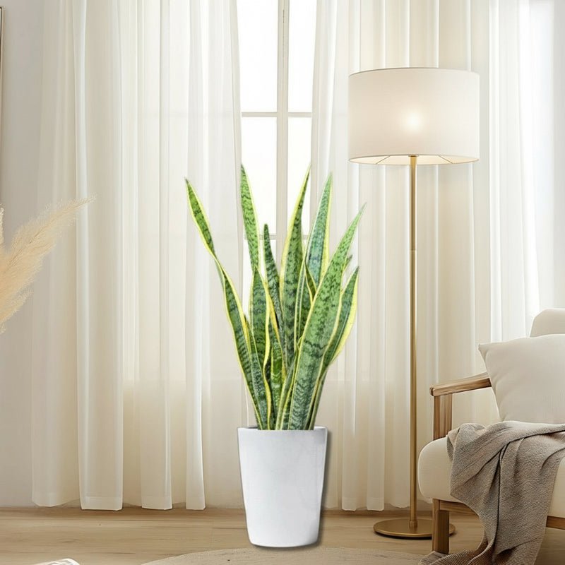 Sansevieria Trifasciata 'Laurentii' or Snake Plant - Image 3
