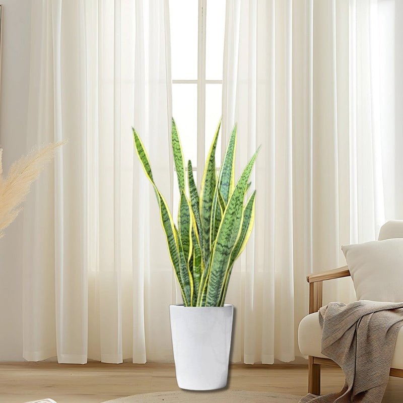 Sansevieria Trifasciata 'Laurentii' or Snake Plant - Image 19