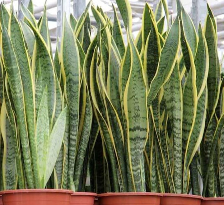 Sansevieria Trifasciata 'Laurentii' or Snake Plant - Image 11