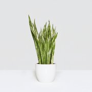 Sansevieria Trifasciata 'Laurentii' or Snake Plant - Image 20