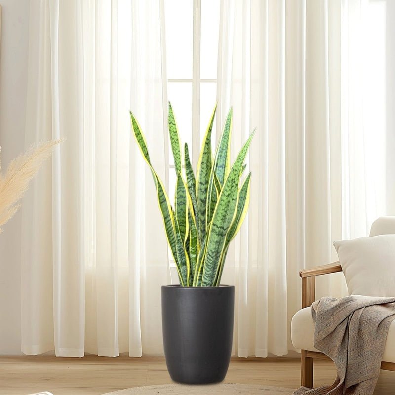 Sansevieria Trifasciata 'Laurentii' or Snake Plant - Image 17