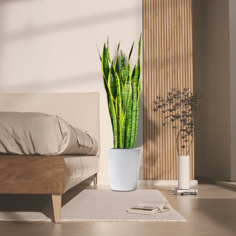 Sansevieria Trifasciata 'Laurentii' or Snake Plant - Image 5