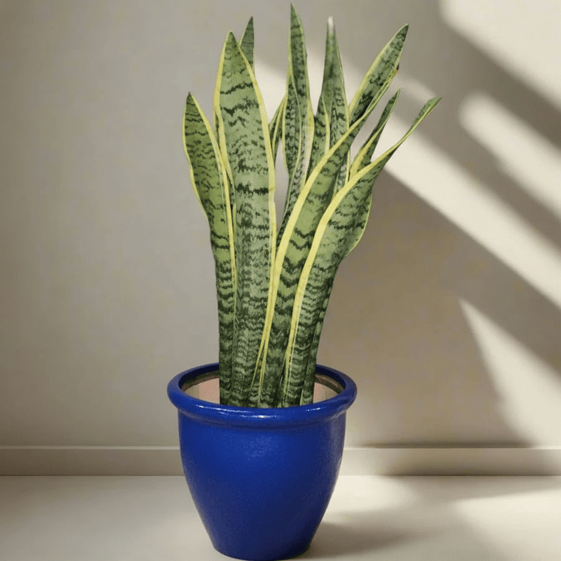 Sansevieria Trifasciata 'Laurentii' or Snake Plant - Image 22