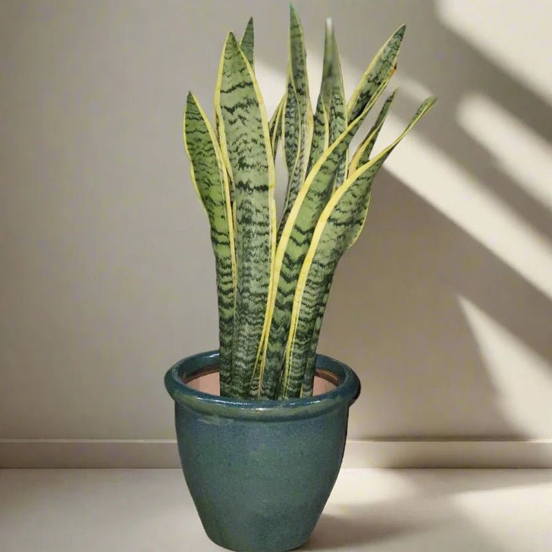 Sansevieria Trifasciata 'Laurentii' or Snake Plant - Image 9