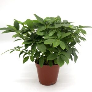 Dwarf Umbrella Tree 25-30cm | Unique Compact Design