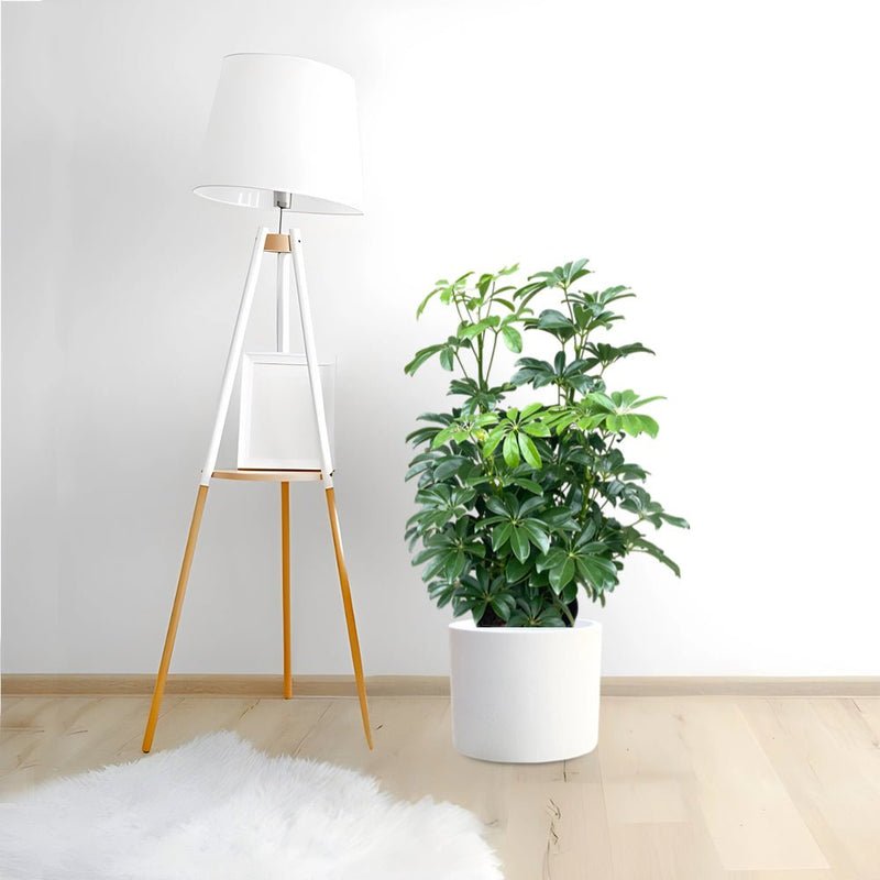 Schefflera Arboricola 'Compacta' or Dwarf Umbrella Tree