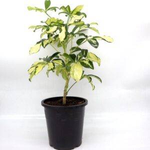 Schefflera Arboricola | Gold Capella | Dwarf Umbrella Tree 30-40cm