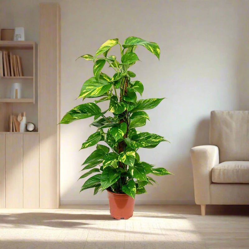 Scindapsus Marble Queen or Money Plant or Epipremnum aureum كرمة المال Success - Image 2