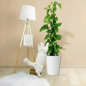 Marble Queen Money Plant - The Key to Prosperity