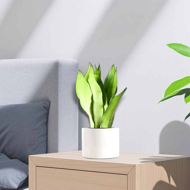 Snake Plant "Moon Shine" 25-30cm