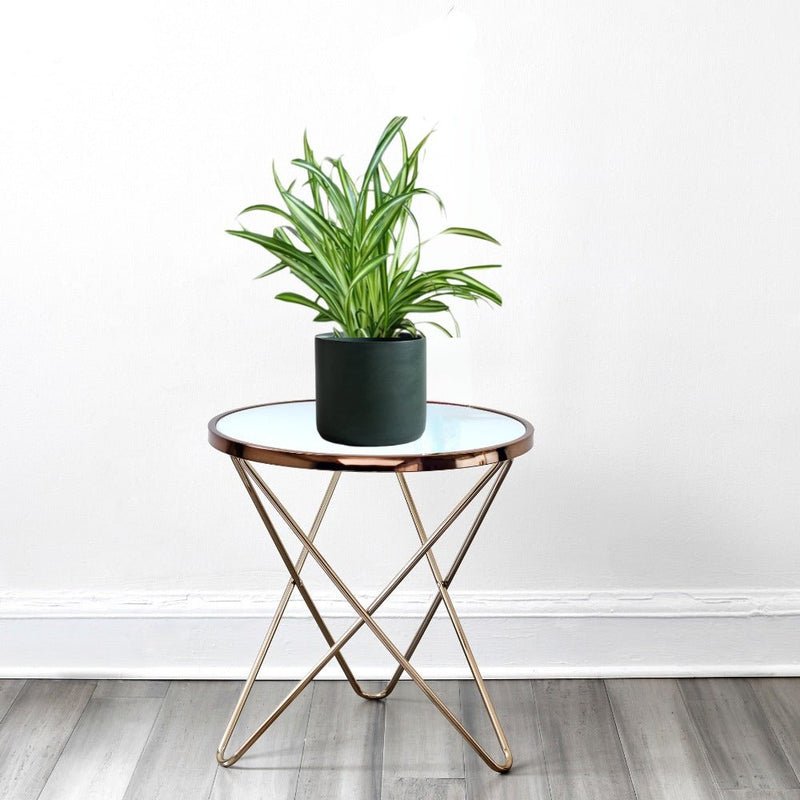 Spider Plant or Air Plant (Chlorophytum Comosum 'Variegatum') - Image 6