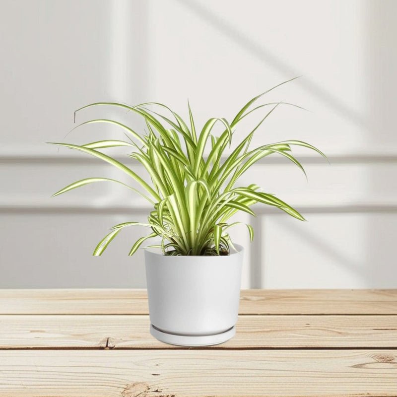 Spider Plant or Air Plant (Chlorophytum Comosum 'Variegatum') - Image 4