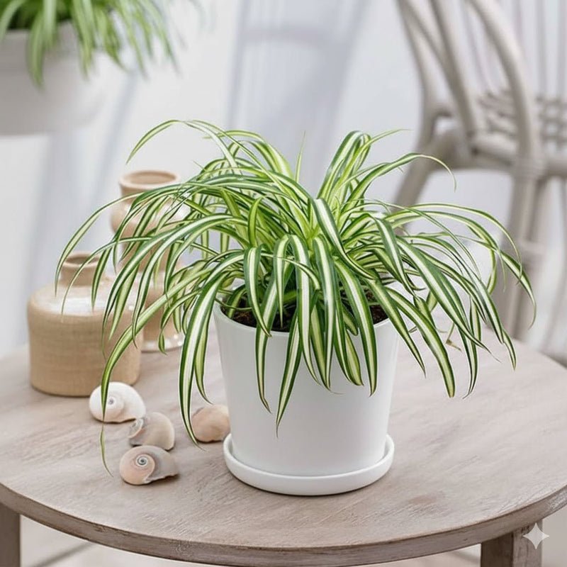 Spider Plant or Air Plant (Chlorophytum Comosum 'Variegatum') - Image 2