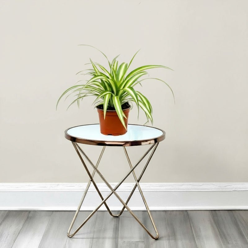 Spider Plant or Air Plant (Chlorophytum Comosum 'Variegatum') - Image 5