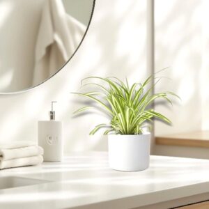 Spider Plant or Air Plant (Chlorophytum Comosum 'Variegatum') in Ceramic Pot