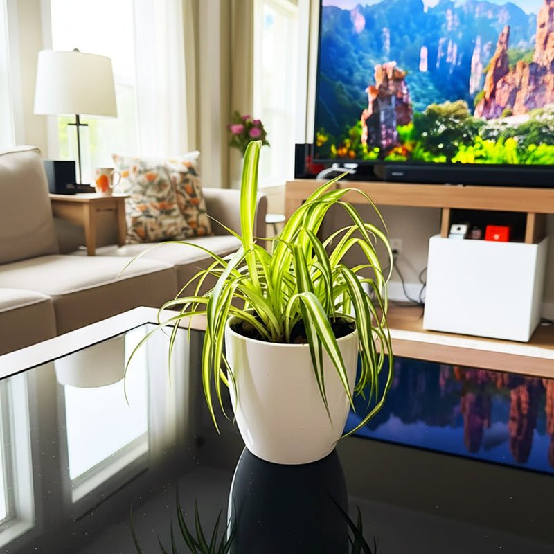 Spider Plant or Air Plant (Chlorophytum Comosum 'Variegatum') - Image 3