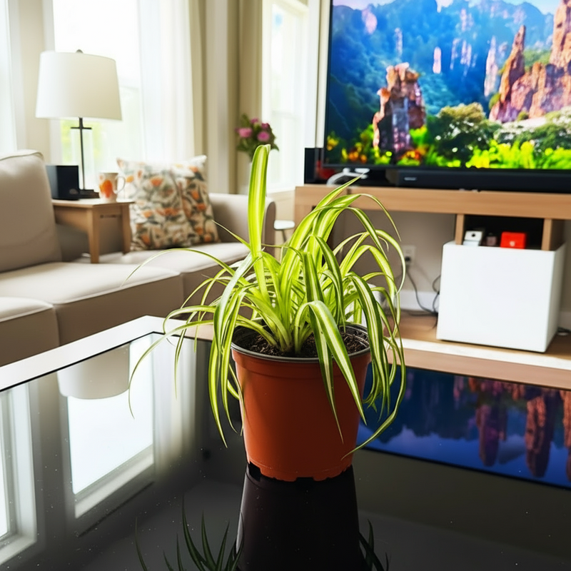 Spider Plant or Air Plant (Chlorophytum Comosum 'Variegatum') - Image 10