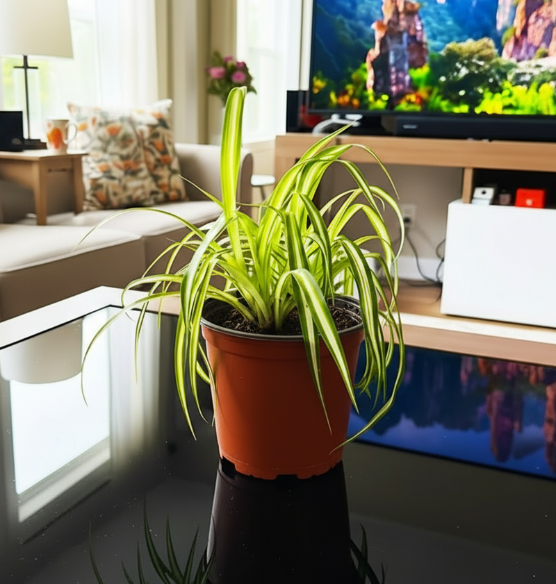 Spider Plant or Air Plant (Chlorophytum Comosum 'Variegatum') - Image 11