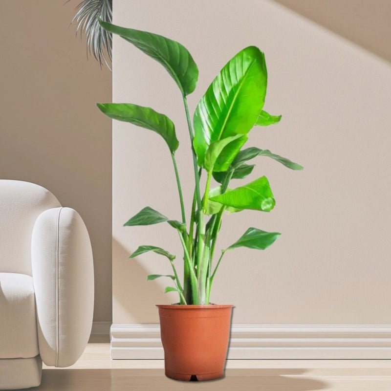 Strelitzia Nicolai / Bird of Paradise Plant طائر الجنة - Image 17