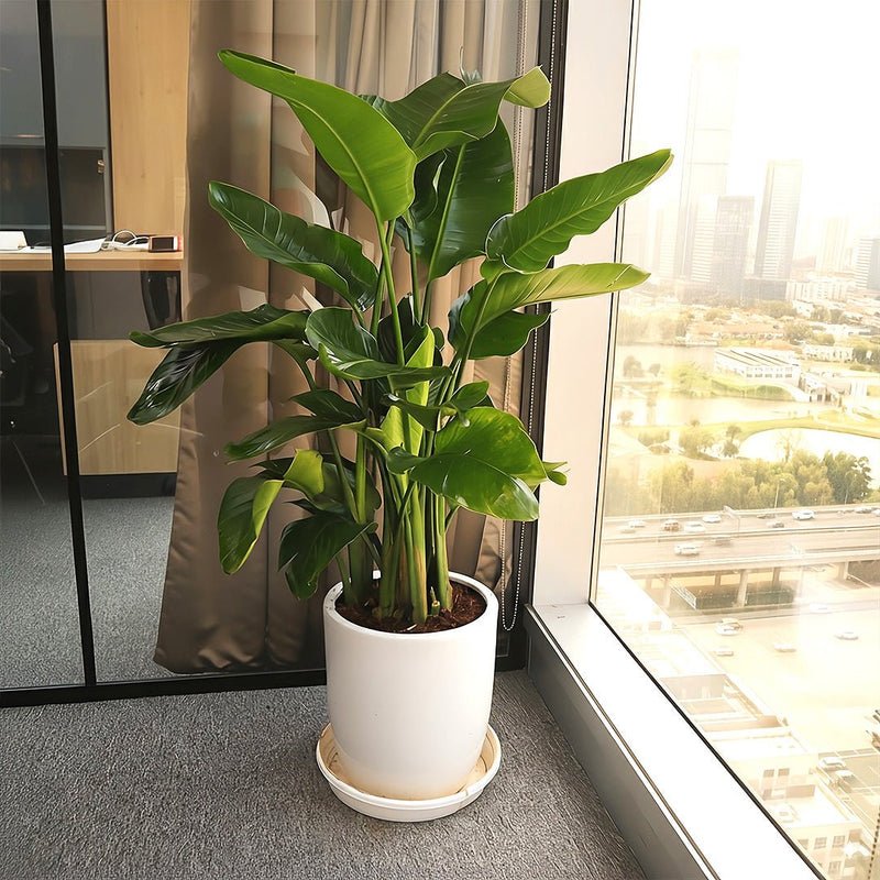 Strelitzia Nicolai / Bird of Paradise Plant طائر الجنة - Image 3