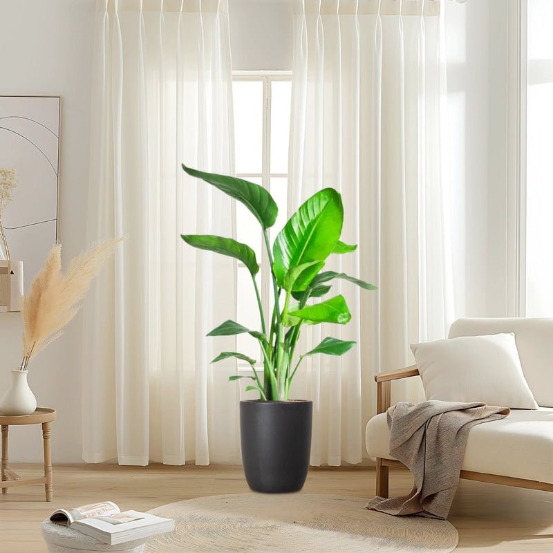 Strelitzia Nicolai / Bird of Paradise Plant طائر الجنة - Image 5