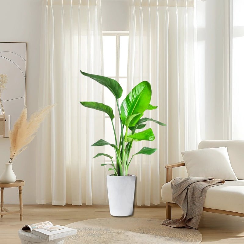 Strelitzia Nicolai / Bird of Paradise Plant طائر الجنة - Image 4