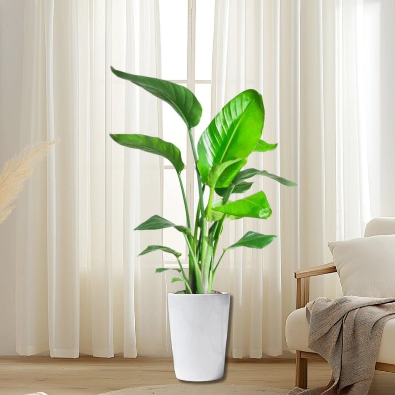 Strelitzia Nicolai / Bird of Paradise Plant طائر الجنة - Image 18