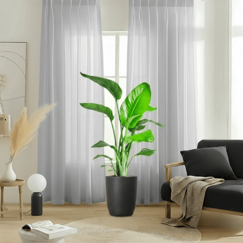 Strelitzia Nicolai / Bird of Paradise Plant طائر الجنة