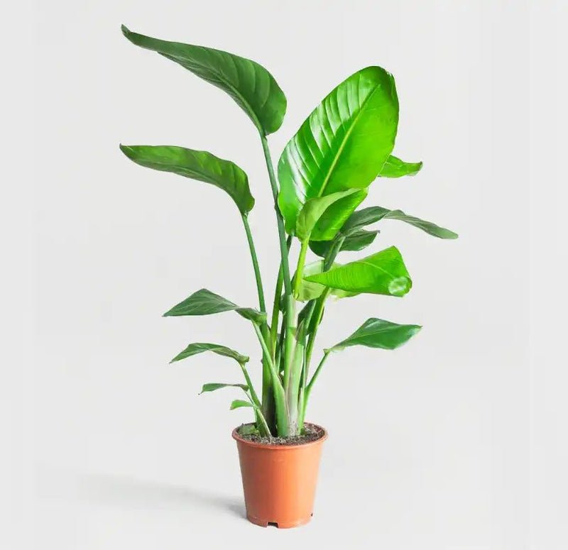 Strelitzia Nicolai / Bird of Paradise Plant طائر الجنة - Image 7