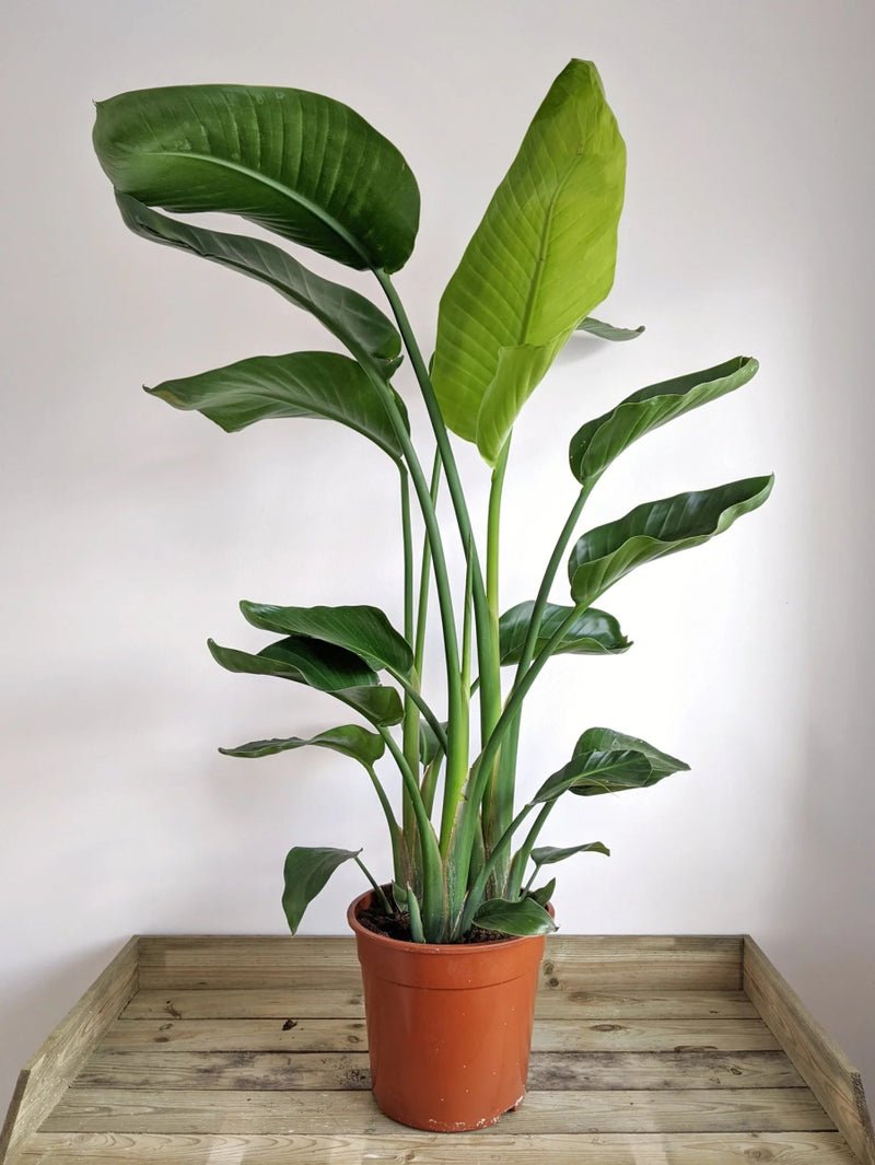 Strelitzia Nicolai / Bird of Paradise Plant طائر الجنة - Image 15