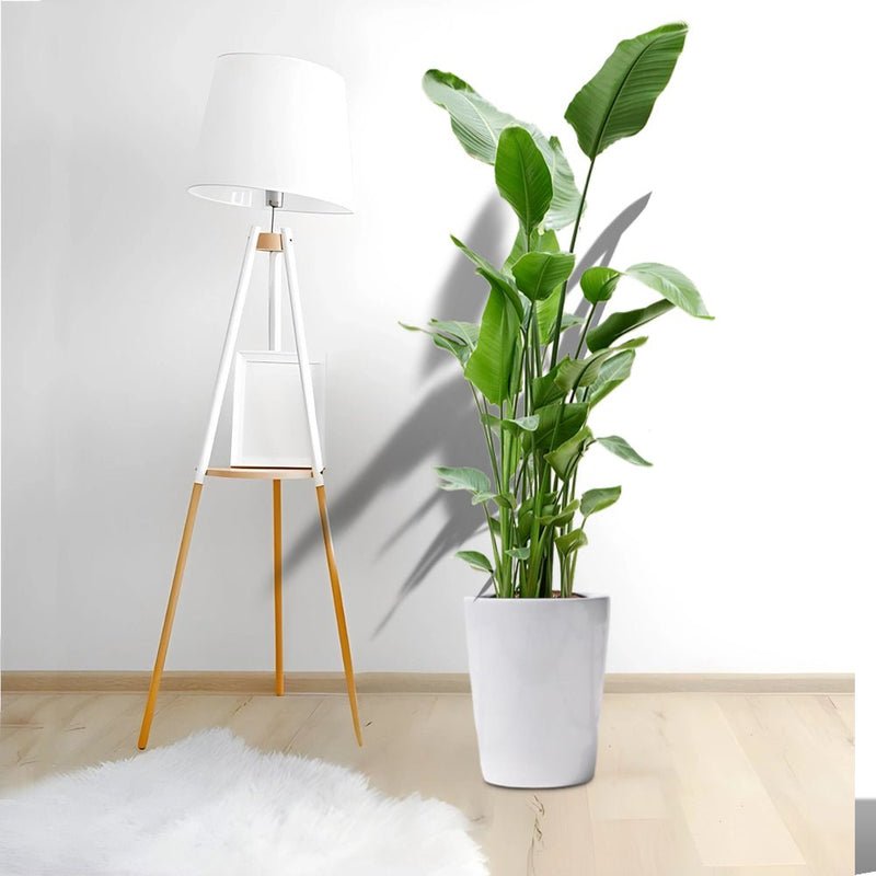 Strelitzia Nicolai / Bird of Paradise Plant طائر الجنة - Image 11