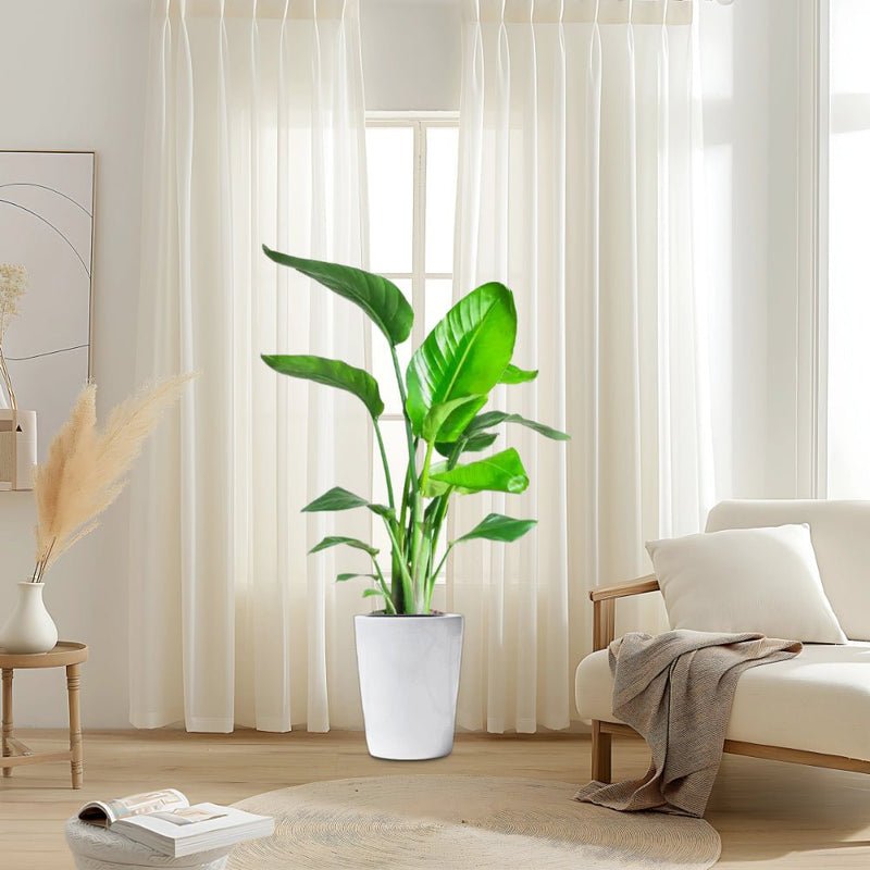 Strelitzia Nicolai / Bird of Paradise Plant طائر الجنة - Image 10