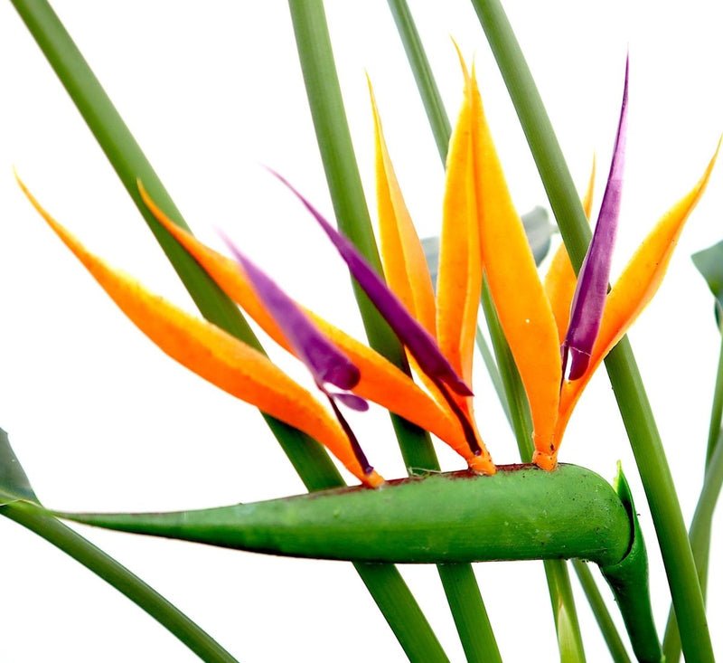 Strelitzia Reginae or Bird of Paradise طائر الجنة (Indoor No Flowers) 30 - 40cm - Image 6