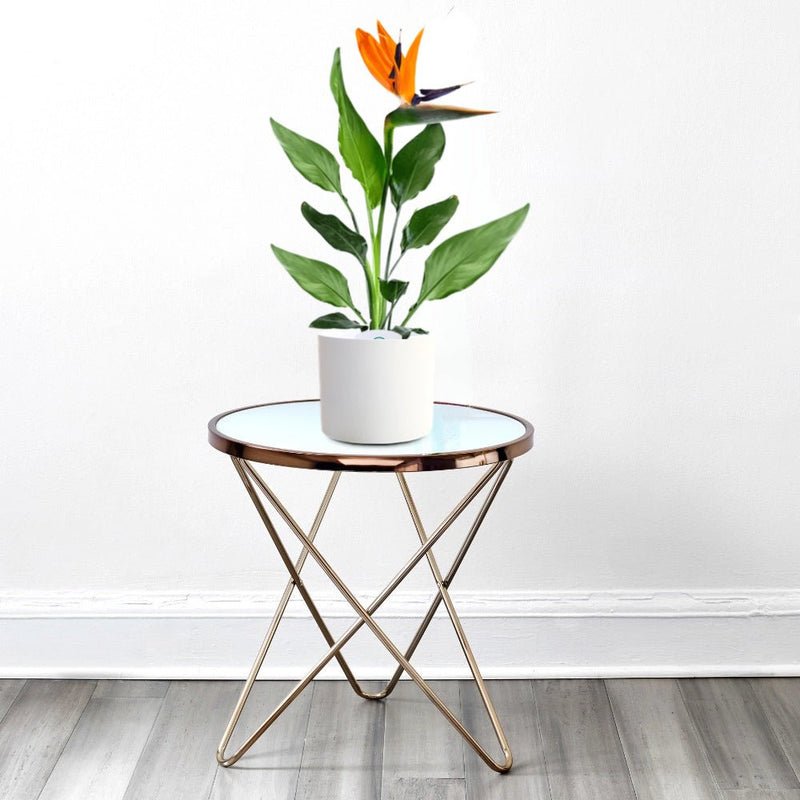 Strelitzia Reginae or Bird of Paradise طائر الجنة (Indoor No Flowers) 30 - 40cm - Image 3