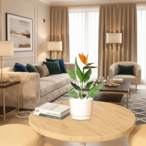 Strelitzia Reginae or Bird of Paradise طائر الجنة (Indoor No Flowers) 30 - 40cm