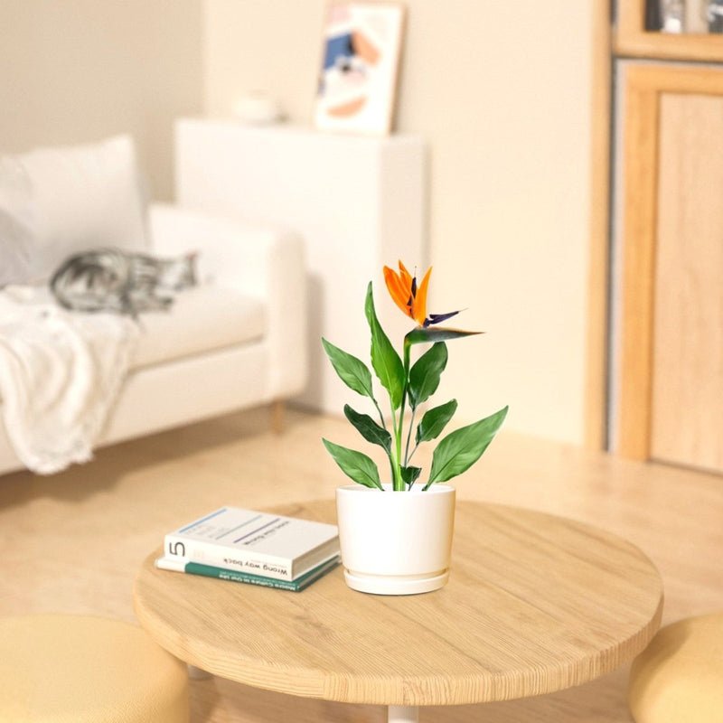 Strelitzia Reginae or Bird of Paradise طائر الجنة (Indoor No Flowers) 30 - 40cm - Image 2