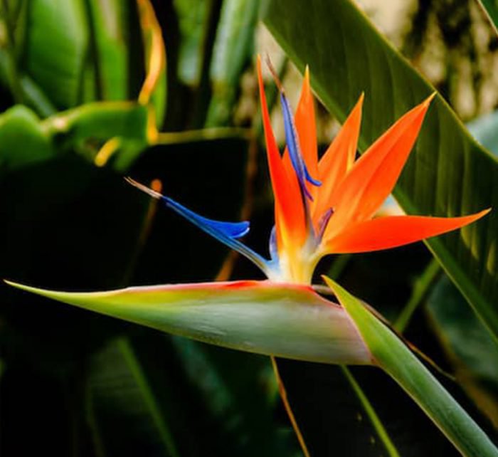 Strelitzia Reginae or Bird of Paradise طائر الجنة (Indoor No Flowers) 30 - 40cm - Image 4