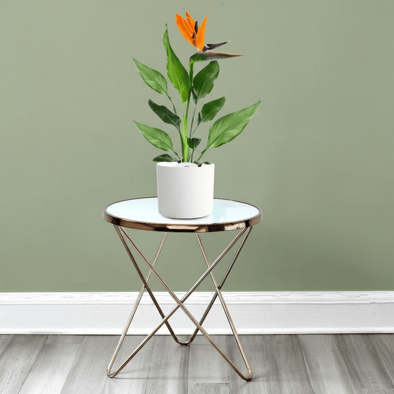 Strelitzia Reginae or Bird of Paradise طائر الجنة (Indoor No Flowers) 30 - 40cm - Image 8