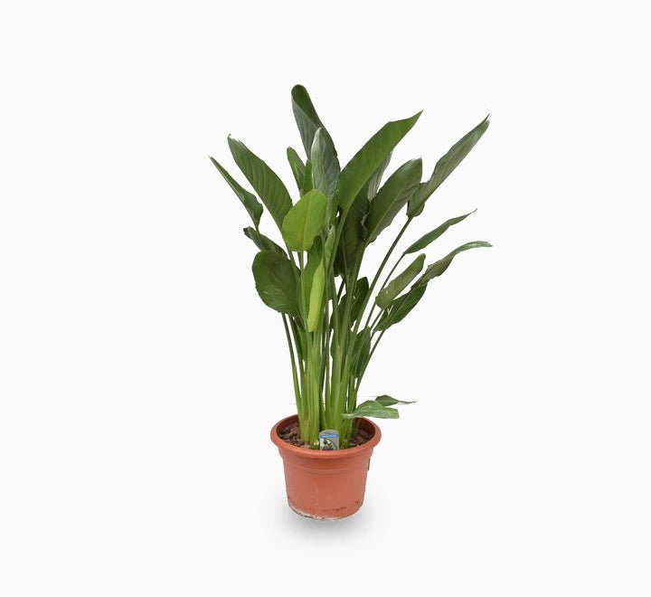 Strelitzia Reginae or Bird of Paradise طائر الجنة (Indoor No Flowers) 30 - 40cm - Image 5