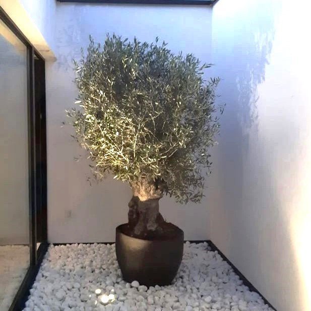 Thick Trunk Olive Tree (Olea Europea) in Fiber Pot