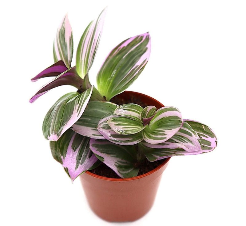 Tradescantia nanouk or Fantasy Venice - Image 2