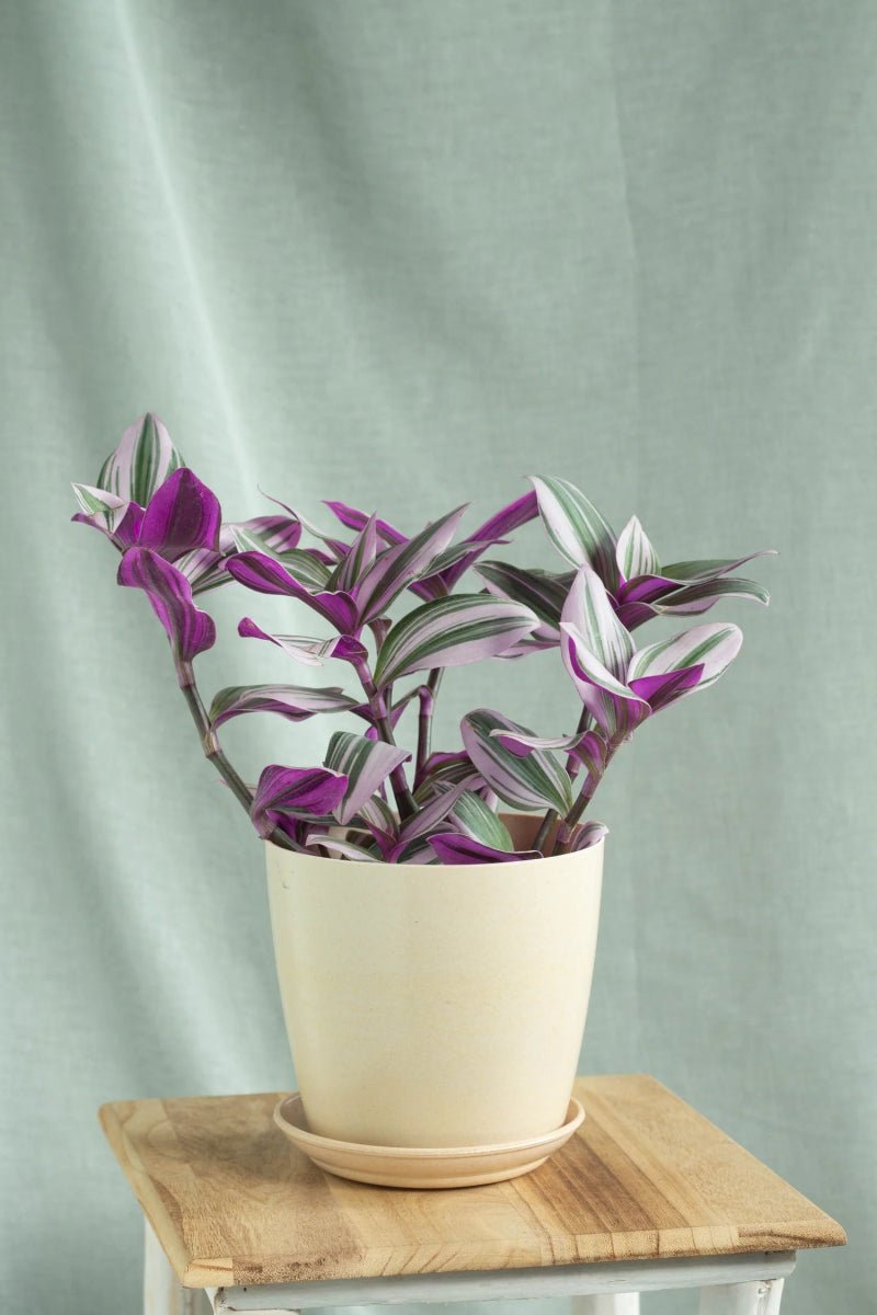Tradescantia nanouk or Fantasy Venice - Image 5