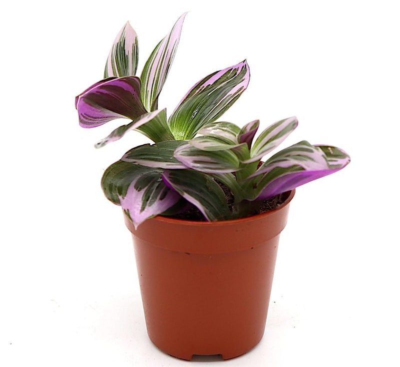 Tradescantia nanouk or Fantasy Venice - Image 4